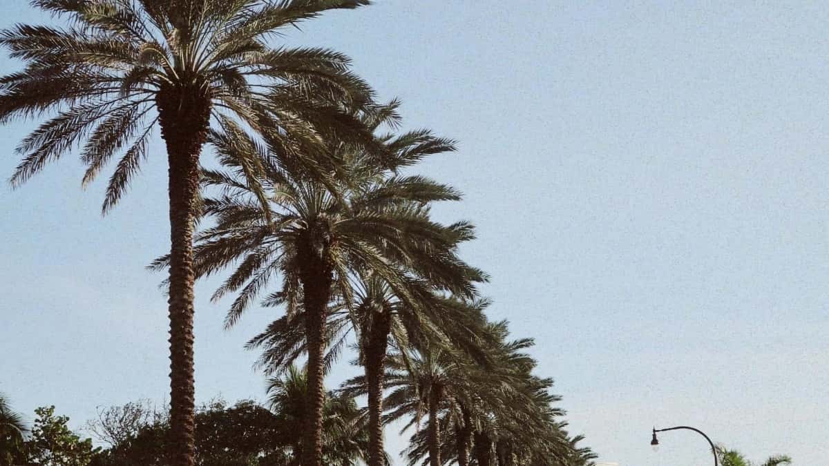 Cseh KakaoTalk alkotók felkutatása és top együttműködések indulása