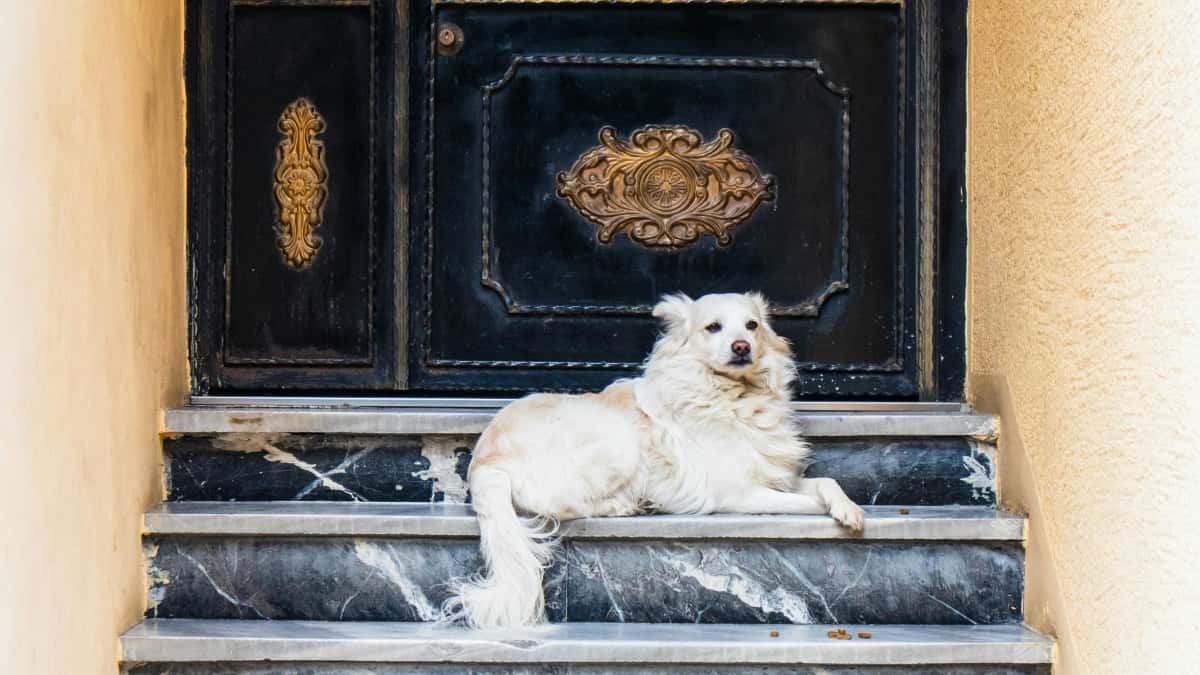 Hirdetők: Venezuela Netflix-creátorok reakciókampányhoz