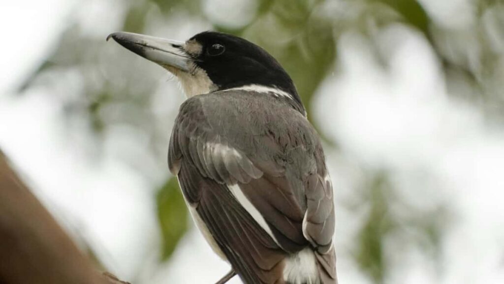 Gyakorlati utmutato hirdetoknek: hogyan talalj Romaniaban HBO Max tartalomgyartokat hiteles sorozat- es filmvelemenyekhez, plusz outreach, szerzodes es meroszamok.