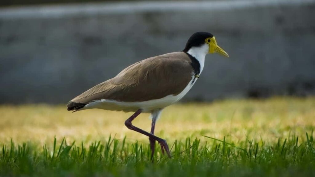Gyakorlati utmutato magyar twitch-es alkotoknak: hogyan erd el ormeny markakat, epits rovid, hatekony brandelt videokat es zarj meg uzleteket helyi kulturara szabva.