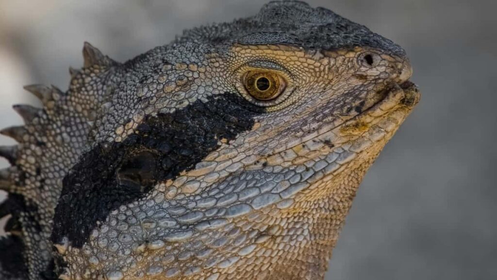 Gyakorlati utmutato magyar kreatoroknak: hogyan talald meg es szolitsd meg uzbeg markakat a Bilibili-n, mikent keszits lokalizalt tartalmat celpiacokra, es mire figyelj kampanyoknal.