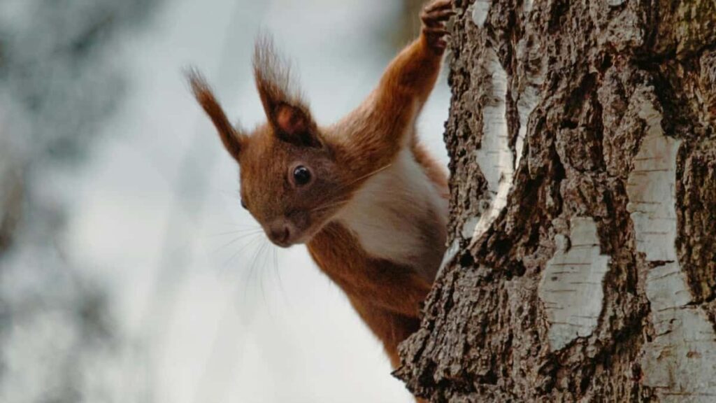 Gyakorlatias utmutato magyar hirdetoknek: hogyan talalj es aktivalj roman Rumble-creatort termekseeding kampanyhoz lepesek, kockazatok es gyakorlati tippek.