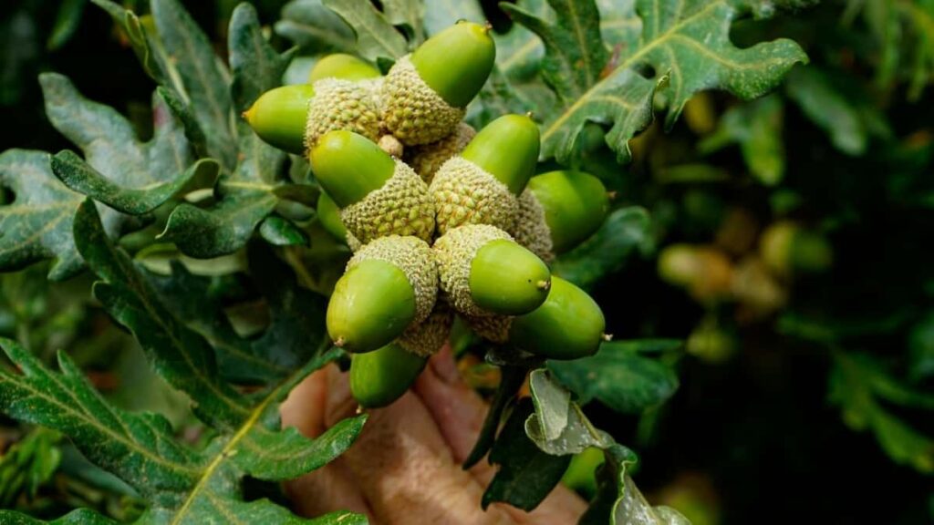 Gyakorlati, helyi taktika magyar tartalomgyartoknak arrol, hogyan szolitsd meg az osztrak markakat Pinteresten nyeremenyjatekokhoz lepesrol lepesre, peldakkal es kampanyotletekkel.