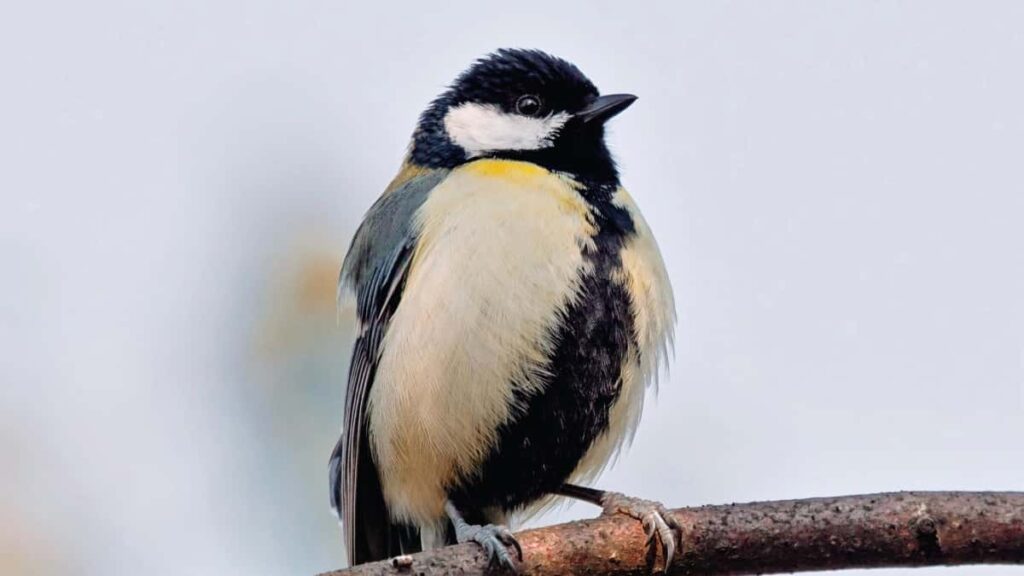 Gyakorlati utmutato magyar OnlyFans-keszitoknek: hogyan kezdemenyezz kapcsolatot francia markakkal cross-promociora, mit varj, es milyen hibakat kerulj el.