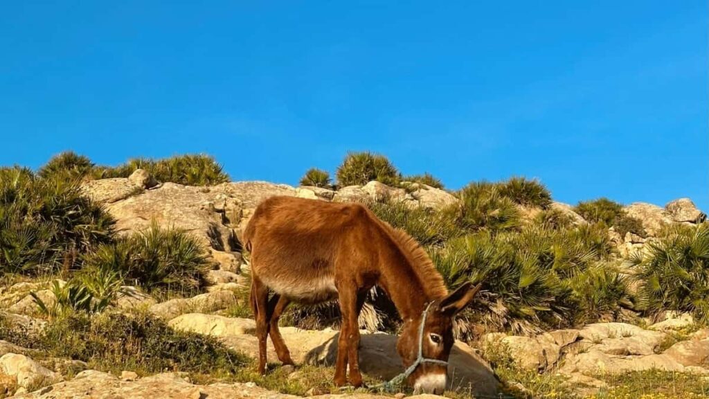 Gyakorlati utmutato magyar zeneszeknek: hogyan keresd meg es dolgozz egyutt orosz markakkal VKontakte-on, hogy zeneid kihivasokban terjedjenek lepesrol lepesre, kockazatokkal es eszkozokkel.