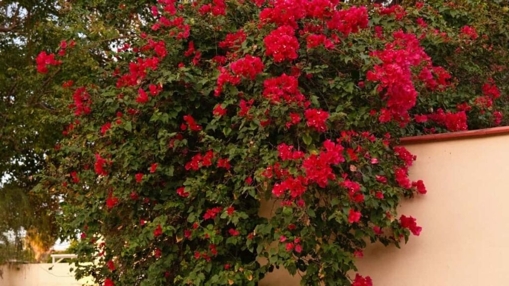 Gyakorlati utmutato magyar hirdetoknek: hogyan talalj iraki Twitter-alkotokat, akikkel hitelesen novelheted a clean beauty markad lathatosagat.