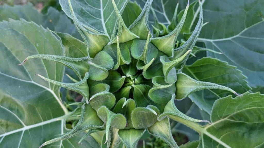 Gyakorlati utmutato magyar tartalomgyartoknak: lepesek, taktikak es esettanulmanyok arrol, hogyan szolits meg marokkoi markakat WeChaten UGC lehetosegekert.