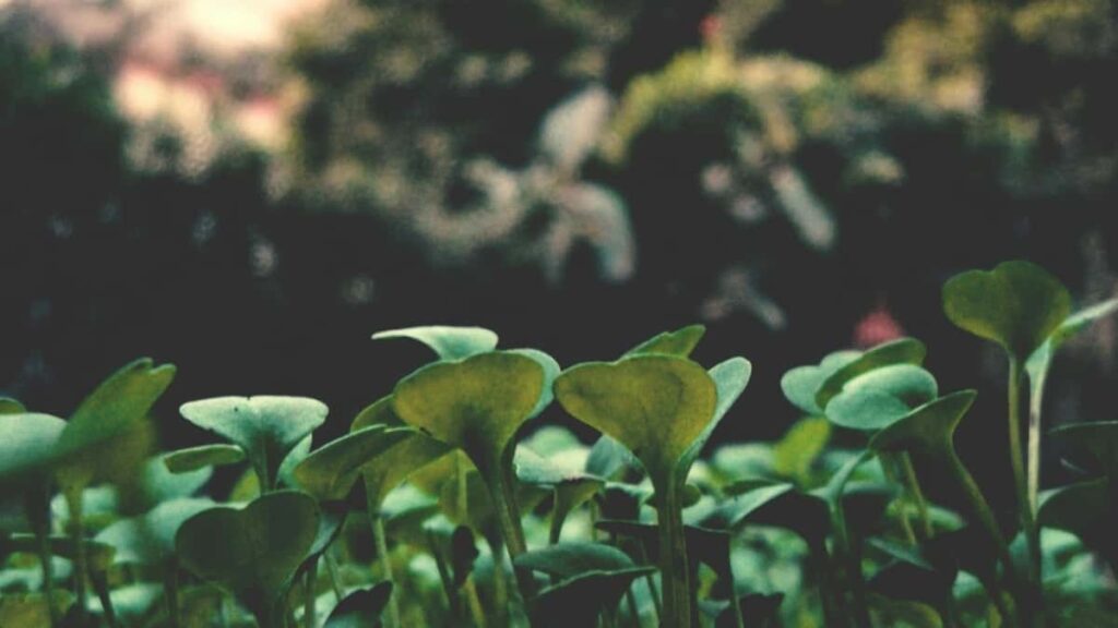 Gyakorlati utmutato magyar createreknek: hogyan erd el az osztrak markakat Chingari-n, szponzor-tag es event-coverage taktikakkal, peldakkal es jogi/branding tippekkel 2026 elejen.