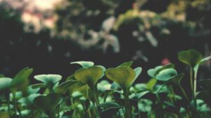 Gyakorlati utmutato magyar createreknek: hogyan erd el az osztrak markakat Chingari-n, szponzor-tag es event-coverage taktikakkal, peldakkal es jogi/branding tippekkel 2026 elejen.