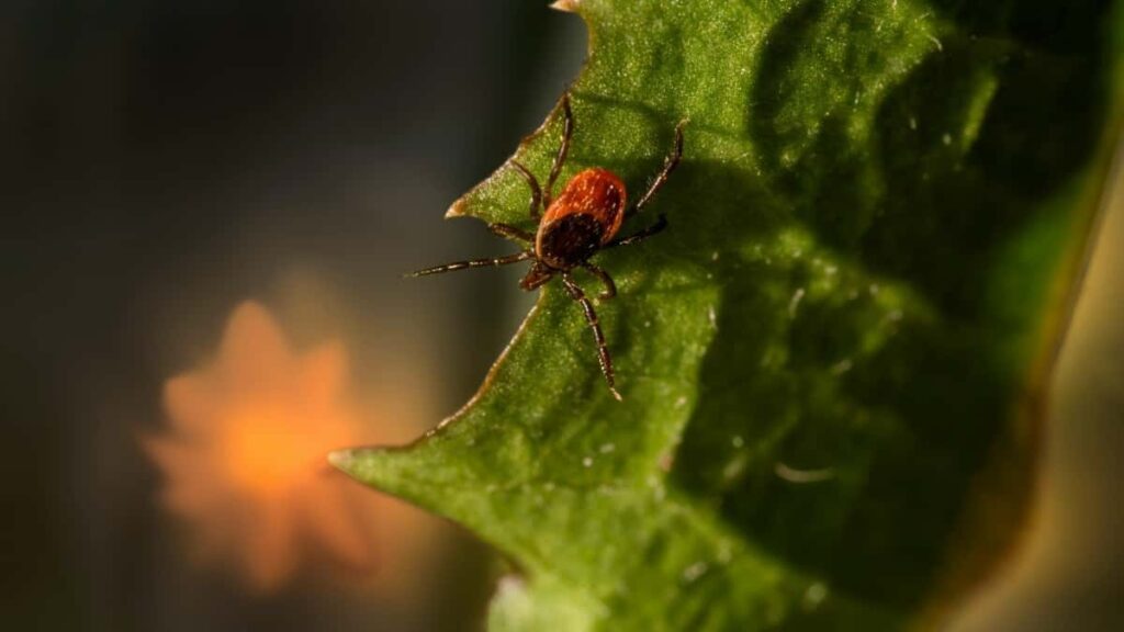 Gyakorlati utmutato magyar OnlyFans-creatoroknak: hogyan erd el a gorog markakat fizetett szponzoracioert, mit varhatsz a piacbol, es hogyan targyalj professzionalisan.